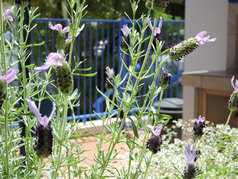 Surfers Beach Resort One - Great Ocean Road Tourism 0