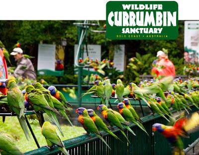 Private Guest Suite High On Currumbin Hill - Great Ocean Road Tourism 19