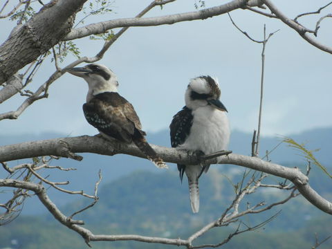 Private Guest Suite High On Currumbin Hill - Great Ocean Road Tourism 24
