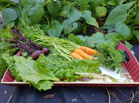 Manitzky Magic -B&B Home With Heart - Great Ocean Road Tourism 23