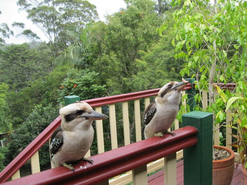 Shasta Place - Great Ocean Road Tourism 12