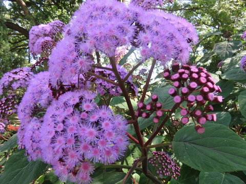 Shasta Place - Great Ocean Road Tourism 8