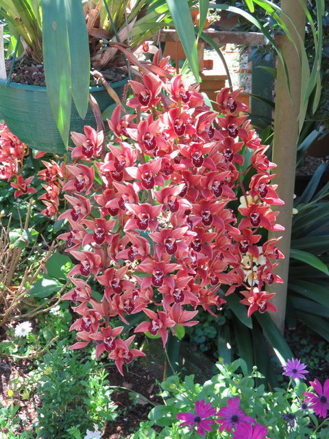 Shasta Place - Great Ocean Road Tourism 9