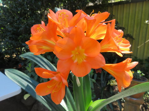 Shasta Place - Great Ocean Road Tourism 10