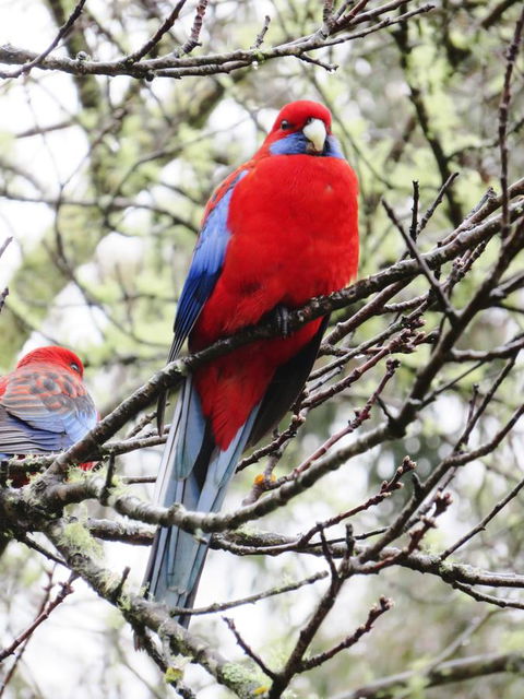 Shasta Place - Great Ocean Road Tourism 13