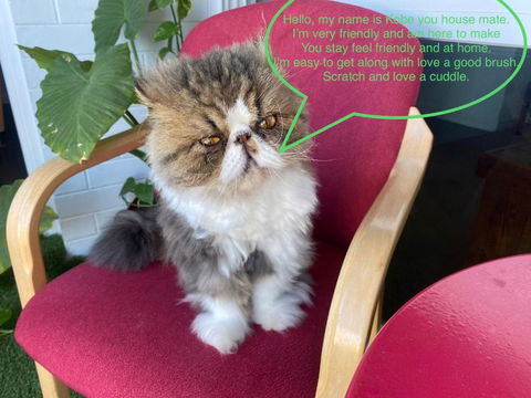 A Mini Slice Of Fremantle - Great Ocean Road Tourism 1