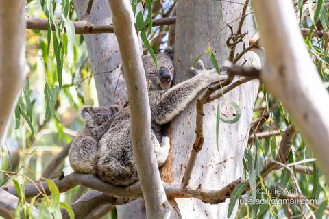 A Quiet Unit Overlooking A Reserve - Great Ocean Road Tourism 0