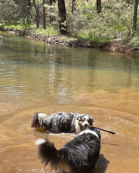 A Paradise For Dogs And A Magical Retreat For Hoomans - Great Ocean Road Tourism 2