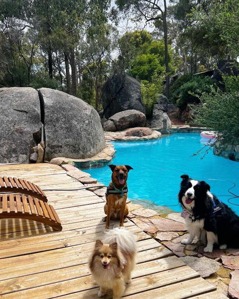 A Paradise For Dogs And A Magical Retreat For Hoomans - Great Ocean Road Tourism 1