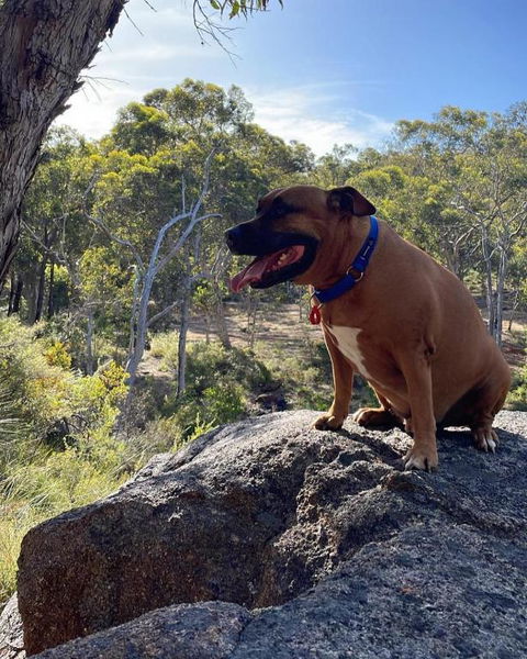 A Paradise For Dogs And A Magical Retreat For Hoomans - Great Ocean Road Tourism 3