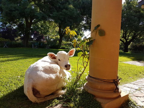 AL RU Farm - Great Ocean Road Tourism 3