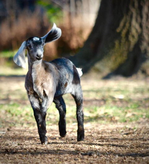 Alexandra Farmstay - Great Ocean Road Tourism 3