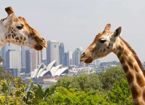 Art Deco 2-Bed Close To City And Harbour - Great Ocean Road Tourism 0