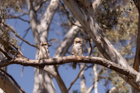 Avoca Cottages VICTORIA - Great Ocean Road Tourism 2