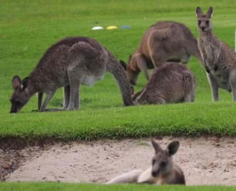 B & B On The Water - Great Ocean Road Tourism 3