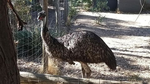 BAROSSA HILLS COTTAGES - Great Ocean Road Tourism 3