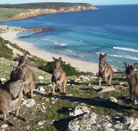 Waves  Wildlife Cottages Kangaroo Island - Great Ocean Road Tourism