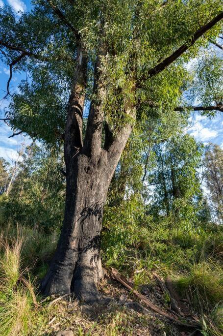 Cabin On The Escarpment - Forest Bathe - Star Gaze - Great Ocean Road Tourism 4