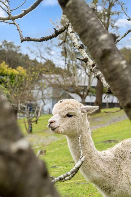 Carawatha On The Range - Unique Farm Stay - Great Ocean Road Tourism 3