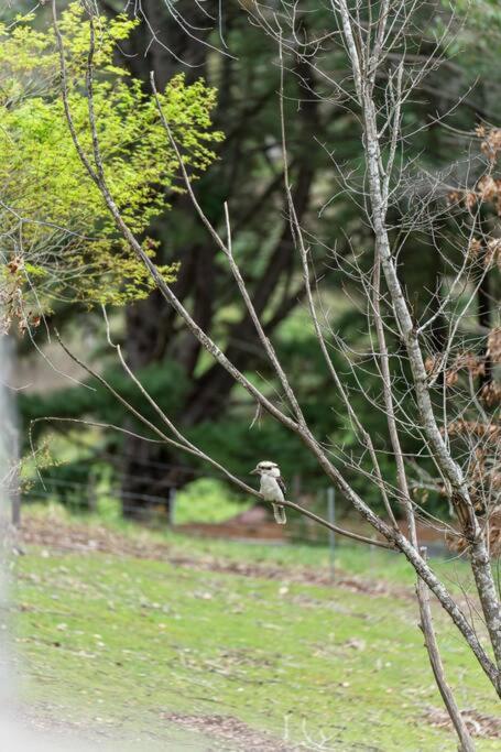 Carawatha On The Range - Unique Farm Stay - Great Ocean Road Tourism 4