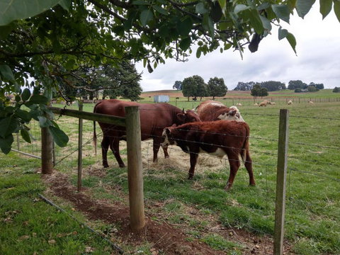 Cradle At Casa Blanca Country Retreat - Great Ocean Road Tourism 3