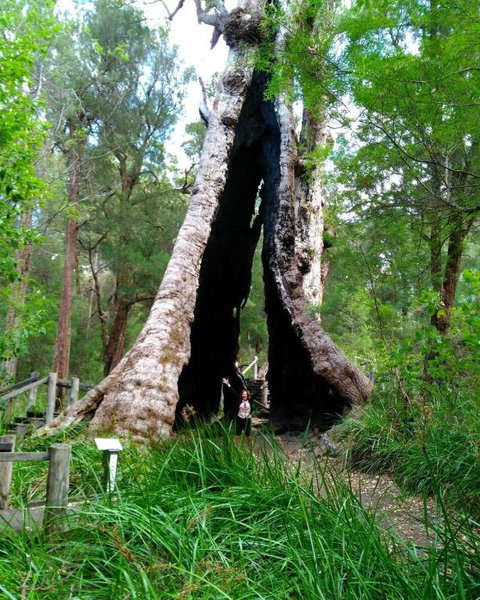 Crystal Springs Holiday Accommodation - Great Ocean Road Tourism 3