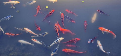 Golf Club Motor Inn Wingham - Great Ocean Road Tourism 3