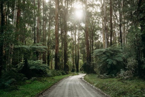 Luxury Treetop Escape With A Garden Glasshouse - Great Ocean Road Tourism 2