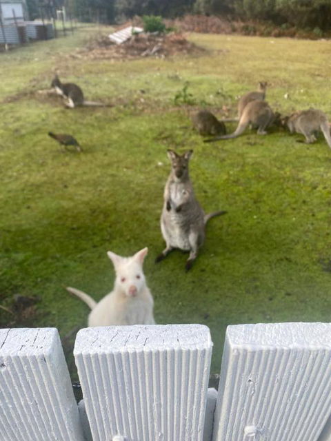 NOFOMO AT ADVENTURE BAY - Great Ocean Road Tourism 2