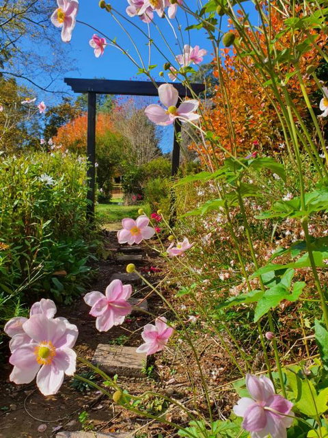 Oaktree Guest House - Great Ocean Road Tourism 3