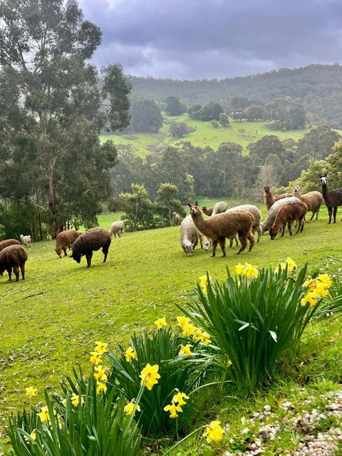 Pennyroyal Otways Retreat - Great Ocean Road Tourism 0