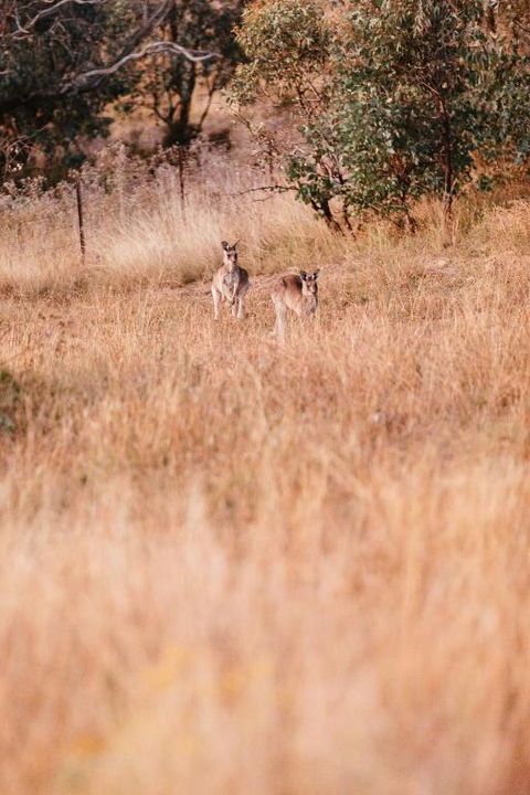 Rose Quartz - 1 Bed With Mountain Views - Kundalini Lodge - Great Ocean Road Tourism 2