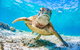 SeaTurtle - thumb 1