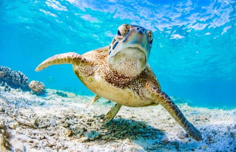 SeaTurtle - Great Ocean Road Tourism 1