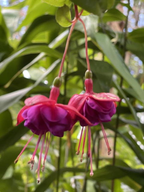 Tambaridge Bed & Breakfast - Great Ocean Road Tourism 2