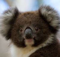 Bimbi Park - Camping Under Koalas - Great Ocean Road Tourism