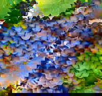 The Fully Local Private Tour - Great Ocean Road Tourism