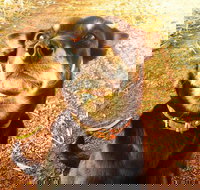 Perth Kids Explorer Private Day Tour - Great Ocean Road Tourism