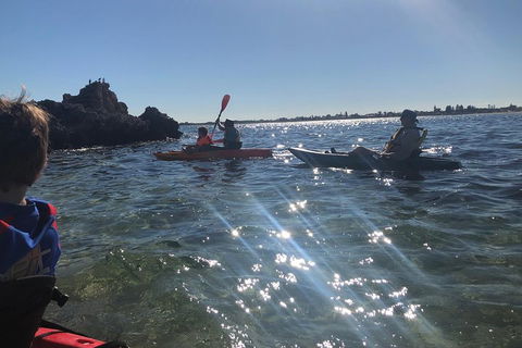 Penguin Island And Fremantle - Canoe, Chocolate & Coffee - Great Ocean Road Tourism 1
