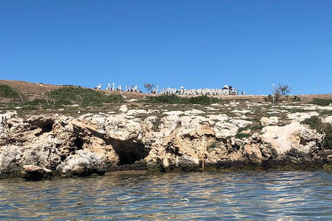 Penguin Island And Fremantle - Canoe, Chocolate & Coffee - Great Ocean Road Tourism 5