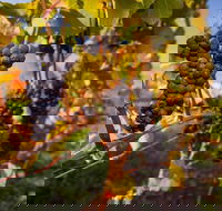 Full Day Tamar Valley Wine Tour