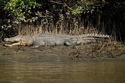 5-Day Best Of Cairns With Daintree, Kuranda, And Great Barrier Reef - Great Ocean Road Tourism 5