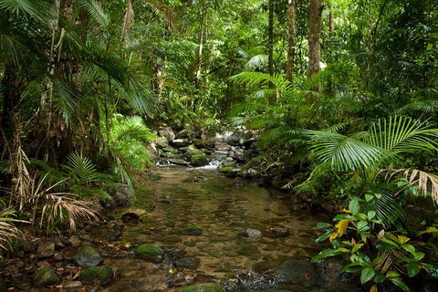 Cairns Reef And Rainforest Combo: Daintree Rainforest And The Great Barrier Reef - Great Ocean Road Tourism 1