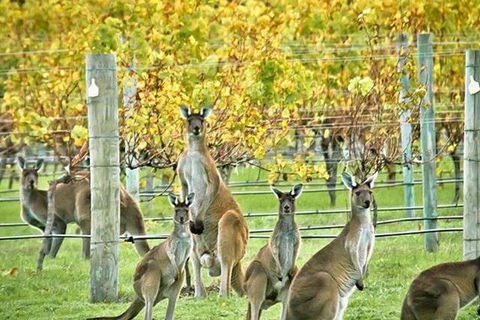 Three Day Charter Margaret River Region (inbound Melbourne Travelers) - Great Ocean Road Tourism 5