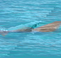 Snubfin Dolphin Eco Cruise from Broome - Great Ocean Road Tourism