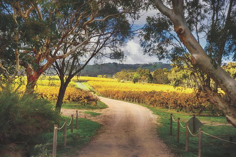 McLaren Vale Winery Small Group Tour With Wine Tasting And Lunch - Great Ocean Road Tourism 1