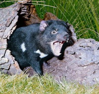 Private Blue Mountains Tour with Kangaroo and Koala Experience - Great Ocean Road Tourism