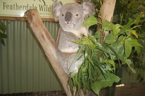 Full-Day Private Blue Mountains Tour With River Cruise - Great Ocean Road Tourism 2