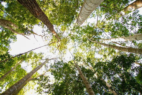 Fraser Island 4WD Tour From Noosa - Great Ocean Road Tourism 0