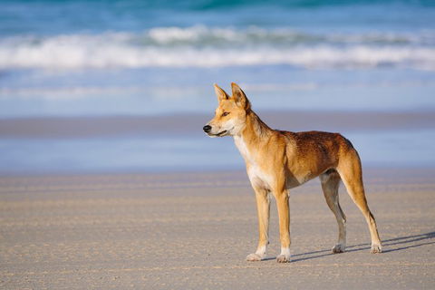 Fraser Island 4WD Tour From Rainbow Beach - Great Ocean Road Tourism 2